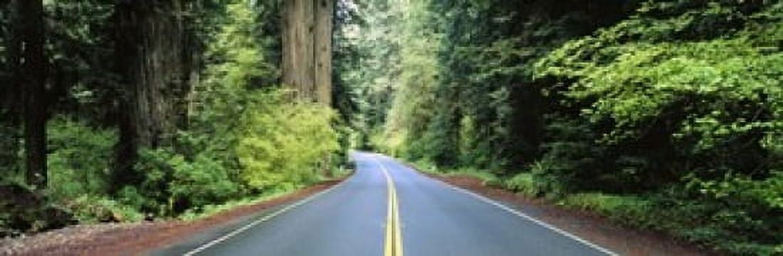 Road passing through a forest Prairie Creek Redwoods State Park California USA Canvas Art - Panoramic Images (18 x 6)