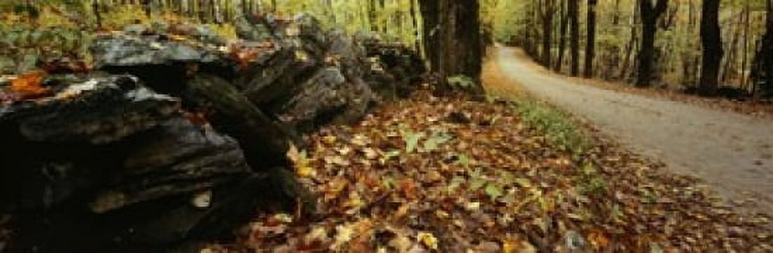 Road passing through a forest White Mountains New Hampshire Canvas Art - Panoramic Images (18 x 6)