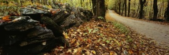 Road passing through a forest White Mountains New Hampshire Canvas Art - Panoramic Images (36 x 12)