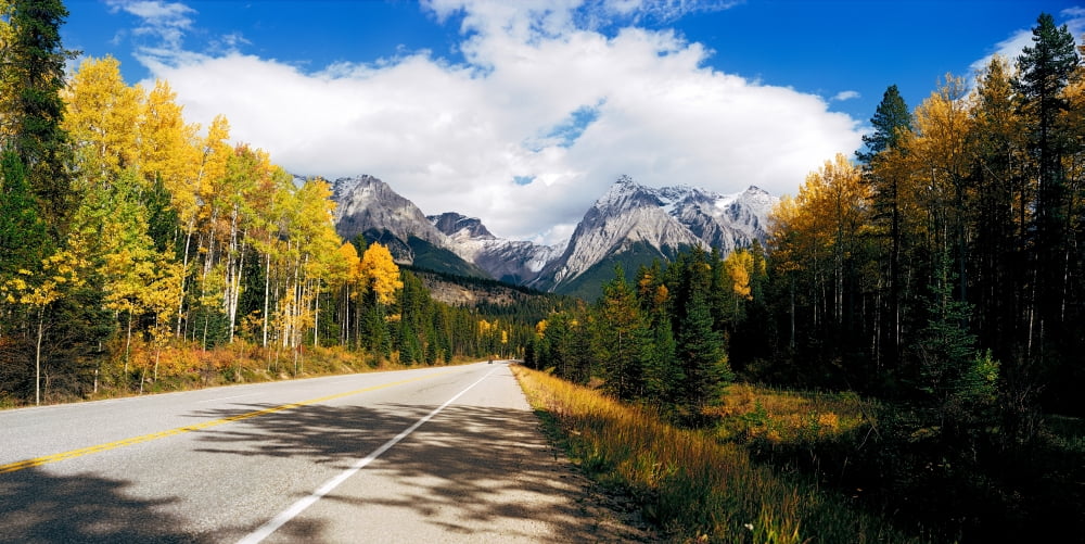 Road passing through a forest Yoho National Park Alberta British Columbia Canada Canvas Art - Panoramic Images (12 x 24)
