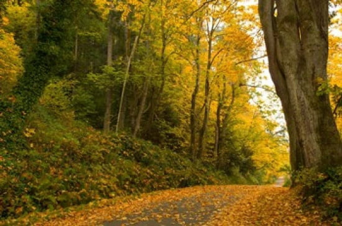 Road passing through a forest in autumn Washington State USA Canvas Art - Panoramic Images (36 x 24)