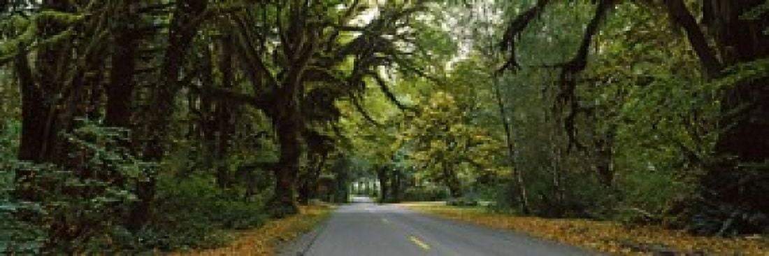 Road passing through a rainforest Hoh Rainforest Olympic Peninsula Washington State USA Canvas Art - Panoramic Images (18 x 6)