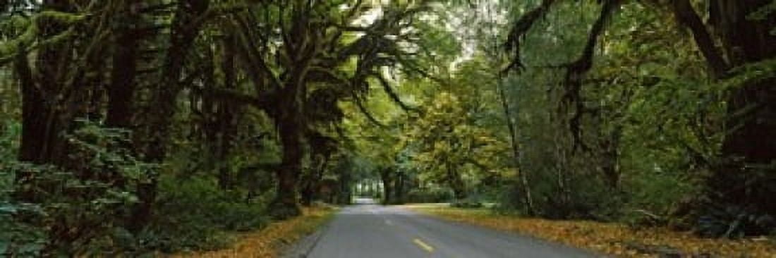 Road passing through a rainforest Hoh Rainforest Olympic Peninsula Washington State USA Canvas Art - Panoramic Images (36 x 12)