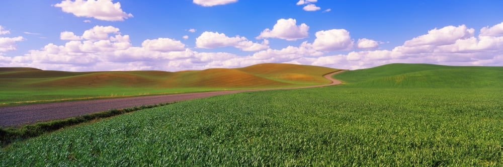 Road passing through a wheat field Washington State USA Canvas Art - Panoramic Images (36 x 12)