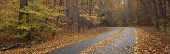 Road passing through autumn forest Great Smoky Mountains National Park Cherokee North Carolina USA Canvas Art - Panoramic Images (36 x 12)