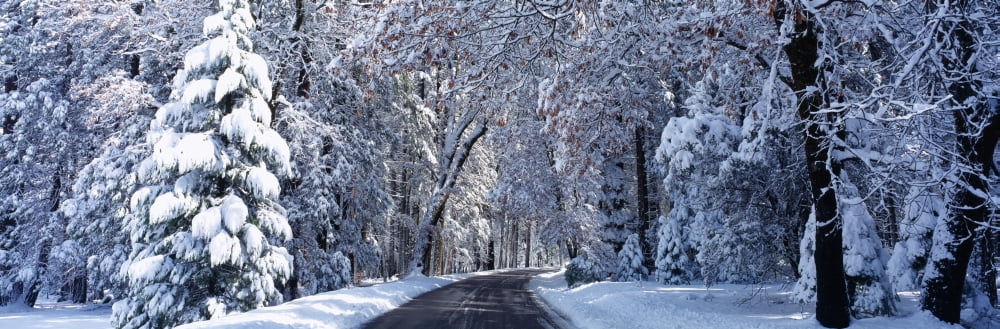 Road passing through snowy forest in winter Yosemite National Park California USA Canvas Art - Panoramic Images (12 x 36)