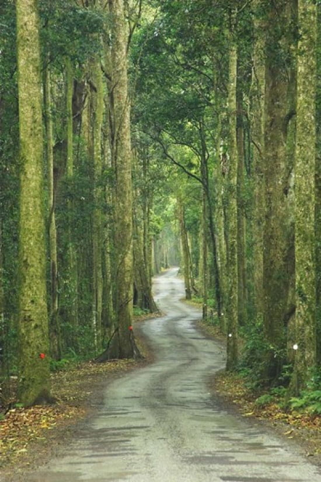 Road through Rainforest Lamington National Park Gold Coast Hinterland Queensland Australia Canvas Art - David Wall DanitaDelimont (17 x 26)