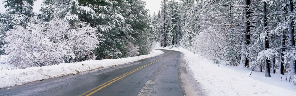 Road through snowy forest California Canvas Art - Panoramic Images (36 x 12)