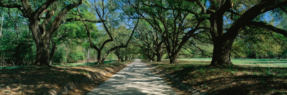 Road through trees Canvas Art - Panoramic Images (36 x 12)