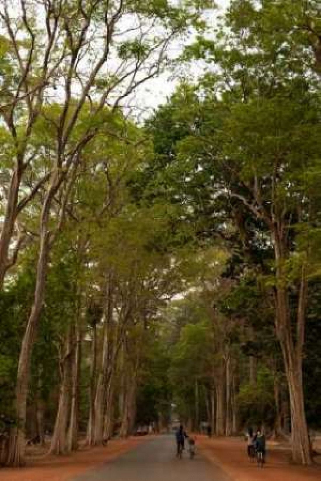 Road to Angkor Canvas Art - Erin Berzel (24 x 36)