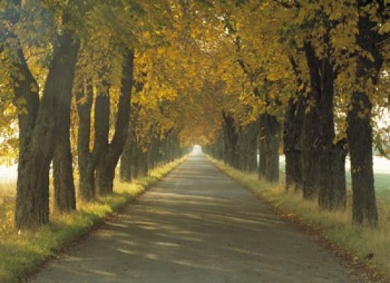 Road wAutumn Trees Sweden Canvas Art - Panoramic Images (36 x 24)