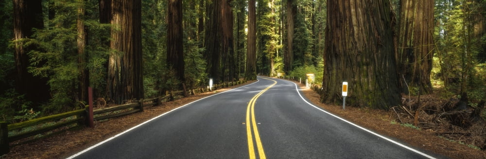 Road winding through redwood forest Highway 10 California USA Canvas Art - Panoramic Images (36 x 12)
