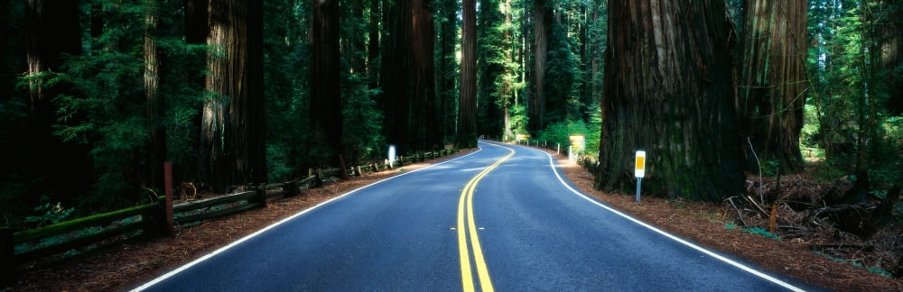 Road winding through redwood forest Highway 101 California USA Canvas Art - Panoramic Images (36 x 12)