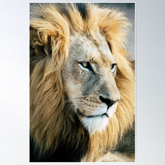 Roar Poster Wall Art, Modern Wall Decor For Living Room Bedroom, 24x36 UNFRAMED