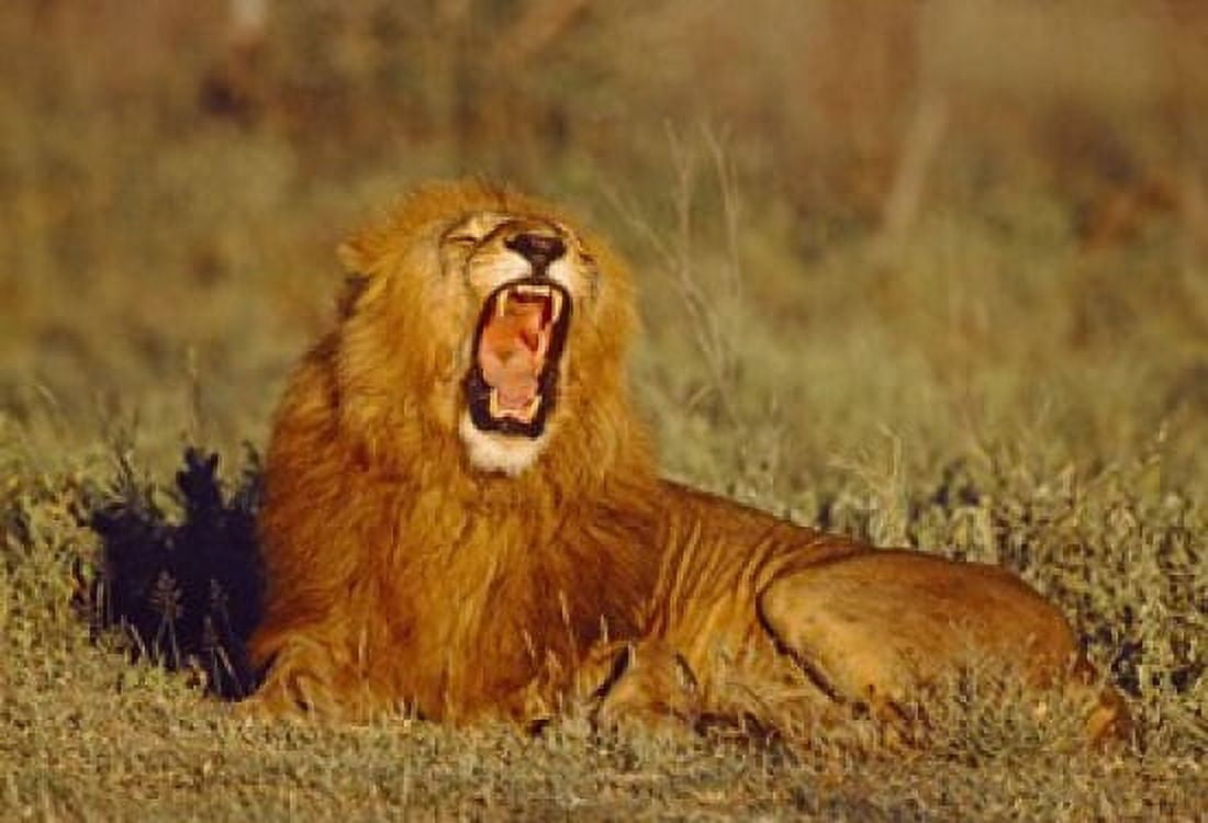 Roaring Lion Tanzania Africa Canvas Art - Panoramic Images (16 x 11)