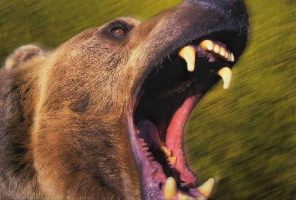 Roaring grizzly bears face rocky mountainsUnited states of america Canvas Art - Thomas Kitchin & Victoria Hurst Design Pics (36 x 24)