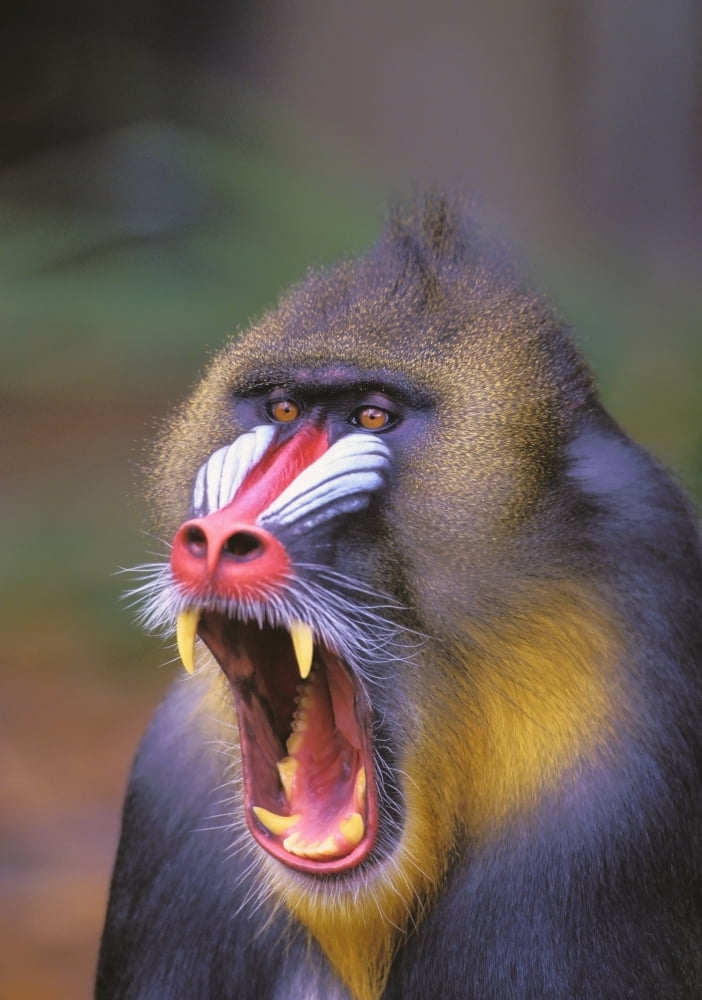 Roaring mandrill baboonFlorida united states of america Canvas Art - Thomas Kitchin & Victoria Hurst Design Pics (13 x 18)