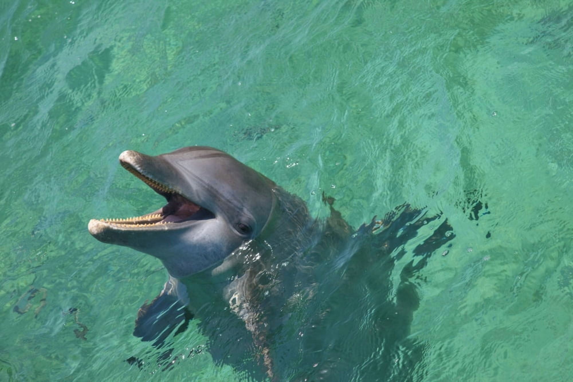 Roatan Bay Islands Honduras Bottlenose Dolphin (Tursiops Truncatus) At Anthonys Key Resort Canvas Art - Stuart Westmorland Design Pics (38 x 24)