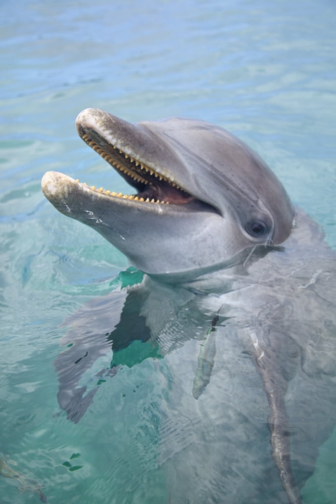Roatan Bay Islands Honduras A Bottlenose Dolphin (Tursiops Truncatus) In The Water At Anthonys Key Resort Canvas Art - Stuart Westmorland Design Pics (24 x 36)