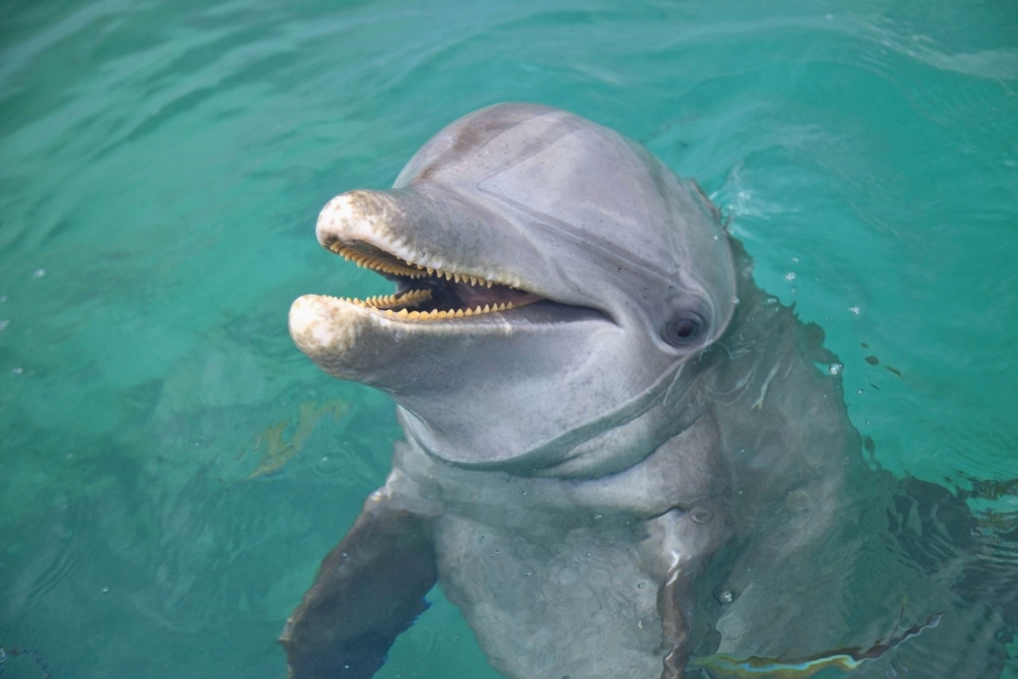 Roatan Bay Islands Honduras A Bottlenose Dolphin (Tursiops Truncatus) In The Water At Anthonys Key Resort Canvas Art - Stuart Westmorland Design Pics (38 x 24)