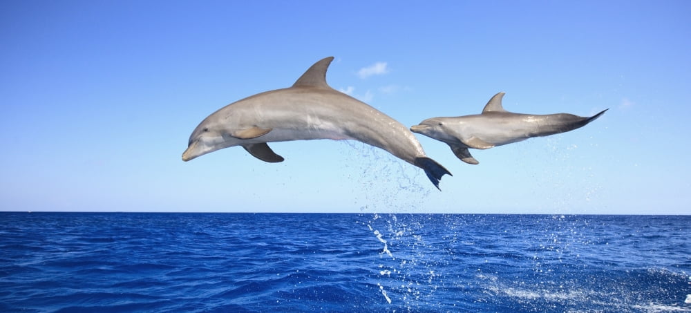 Roatan Bay Islands Honduras Bottlenose Dolphins (Tursiops Truncatus) Jumping In The Caribbean Sea Canvas Art - Stuart Westmorland  Design Pics (23 x 10)
