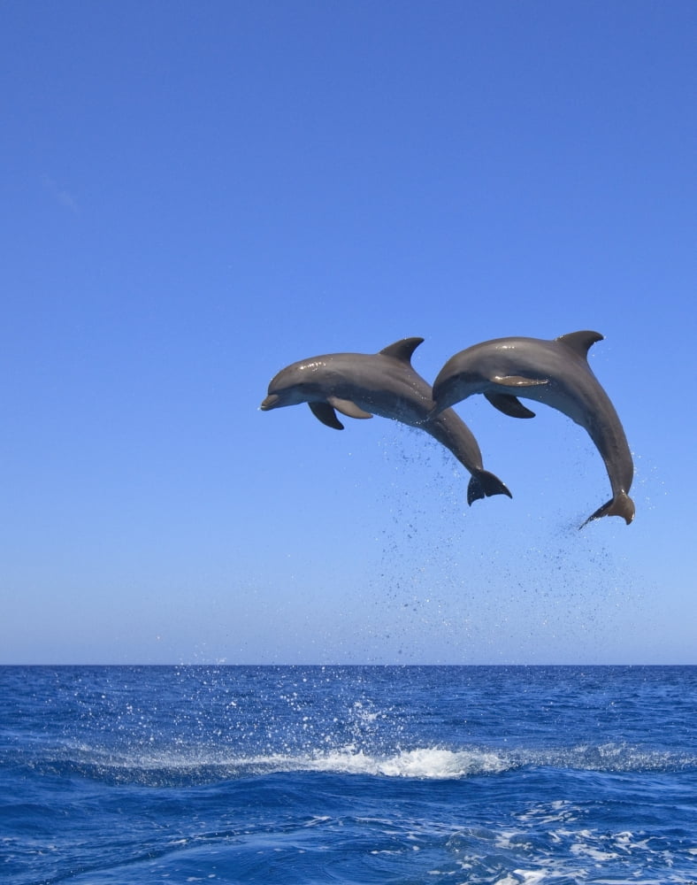 Roatan Bay Islands Honduras Bottlenose Dolphins (Tursiops Truncatus) Jumping In The Caribbean Sea Canvas Art - Stuart Westmorland Design Pics (26 x 34)