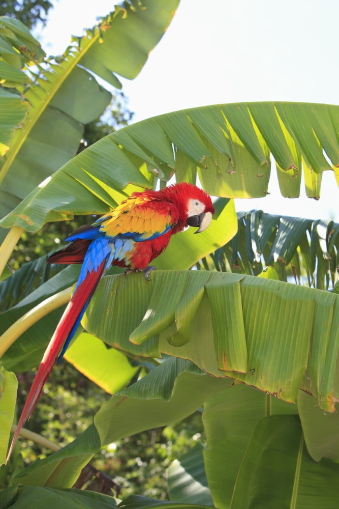 Roatan Bay Islands Honduras A Scarlet Macaw (Ara Macao) In The Rehab Center & Forest Preserve On Mango Key Across From Coxen Hole Canvas Art - Stuart Westmorland Design Pics (12 x 19)