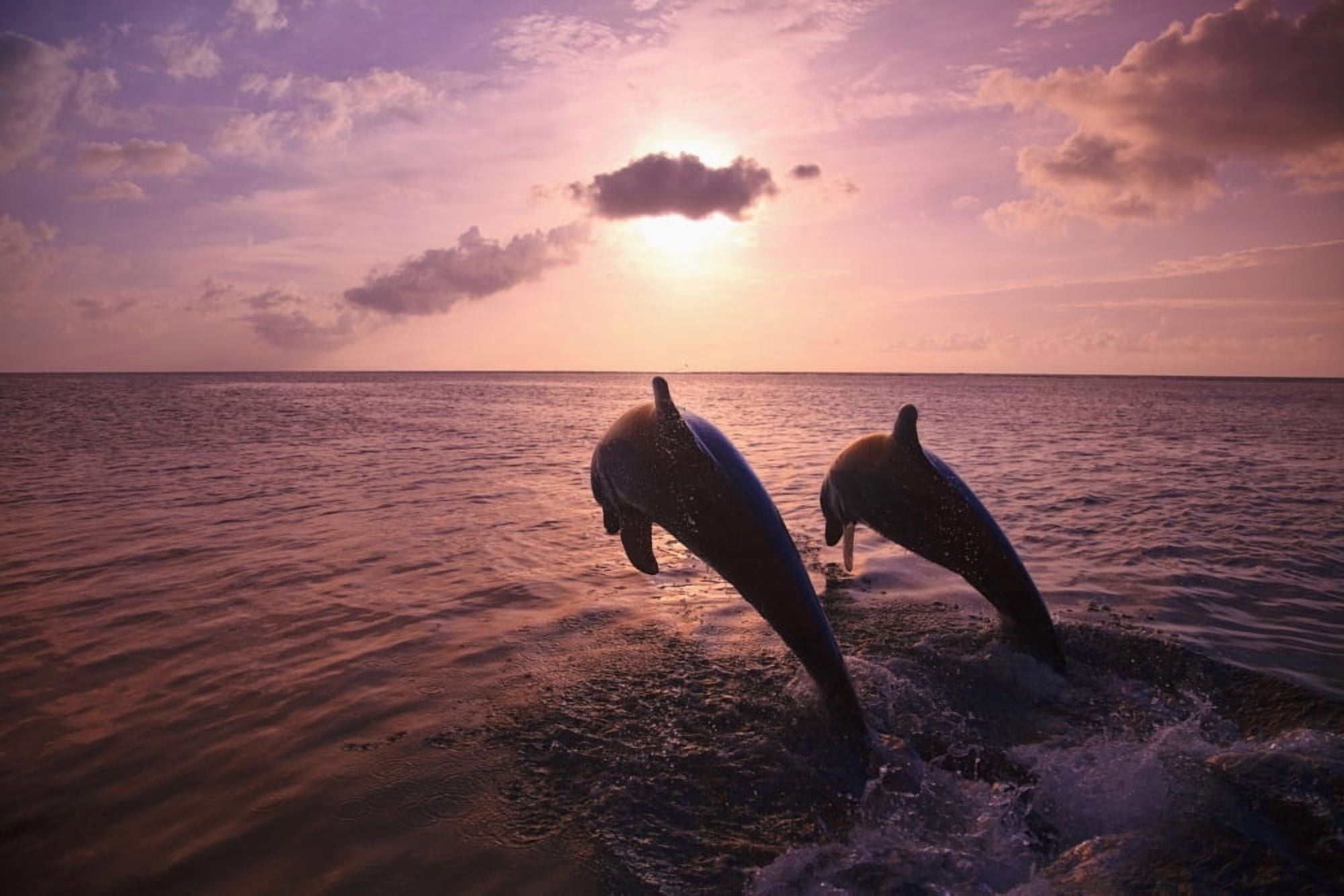 Roatan Bay Islands Honduras Two Bottlenose Dolphins (Tursiops Truncatus) Jumping Out Of The Water At Anthonys Key Resort At Sunset Canvas Art - Stuart Westmorland Design Pics (19 x 12)