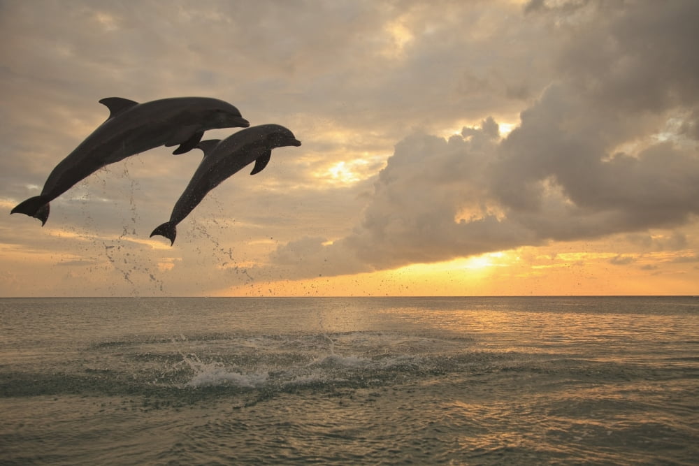 Roatan Bay Islands Honduras Two Bottlenose Dolphins (Tursiops Truncatus) Jumping Out Of The Water At Anthonys Key Resort At Sunset Canvas Art - Stuart Westmorland Design Pics (19 x 12)
