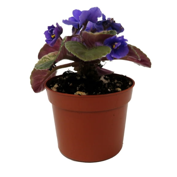 Rob's Zoot Suit Micro Miniature African Violet - 2.5" Pot - Violet Collector's Series