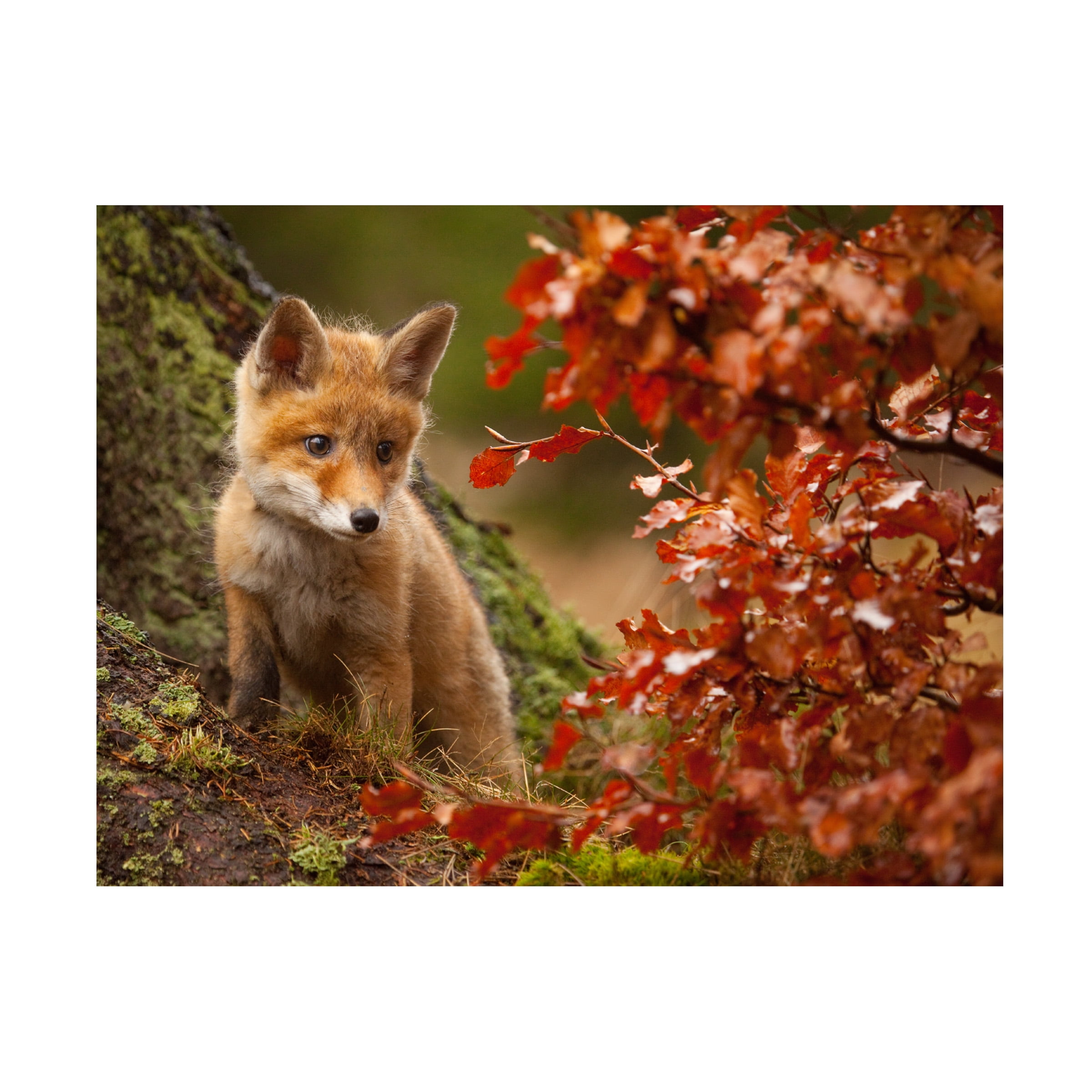 Robert Adamec 'Fox' Canvas Art
