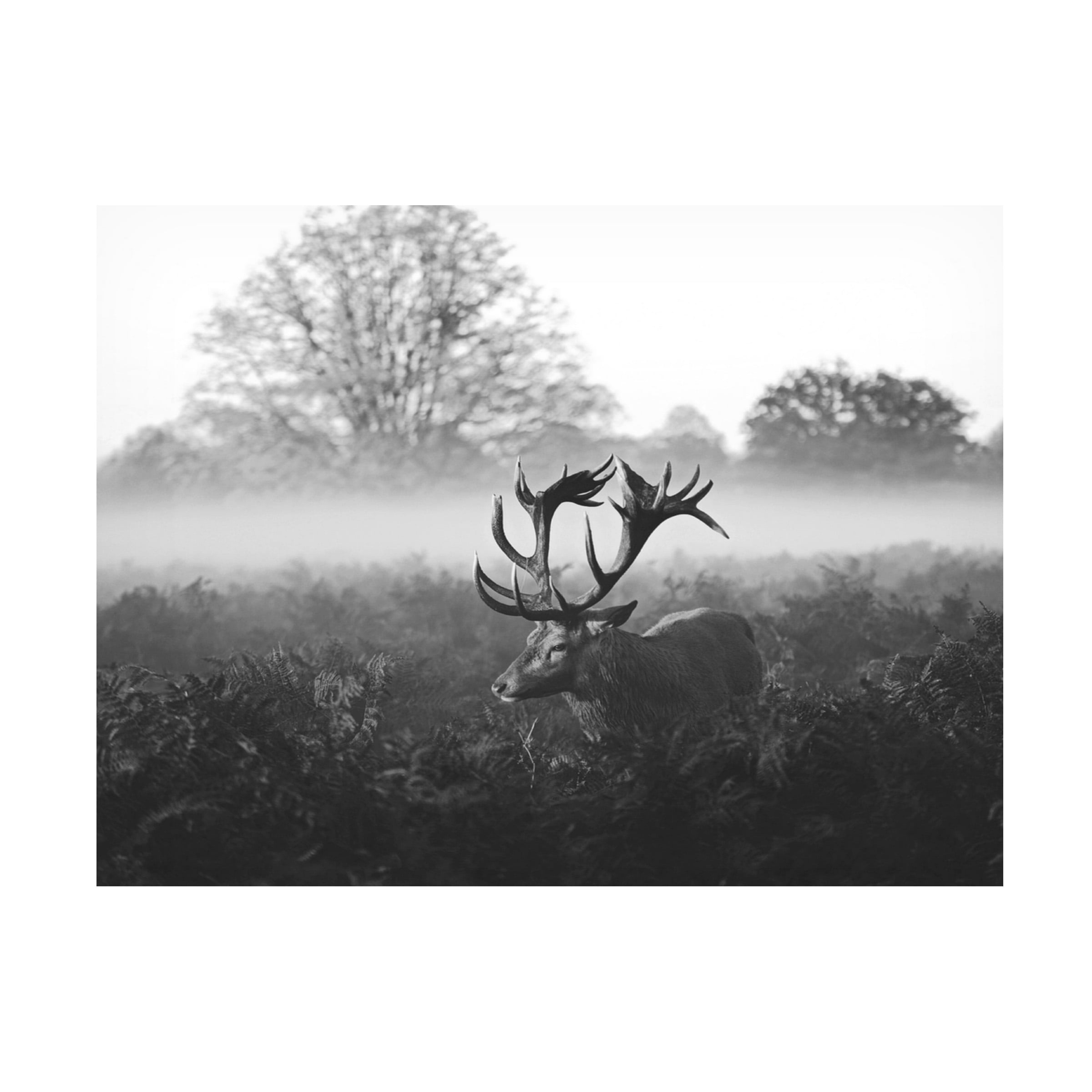 Robert Fabrowski 'Elk Stare' Canvas Art