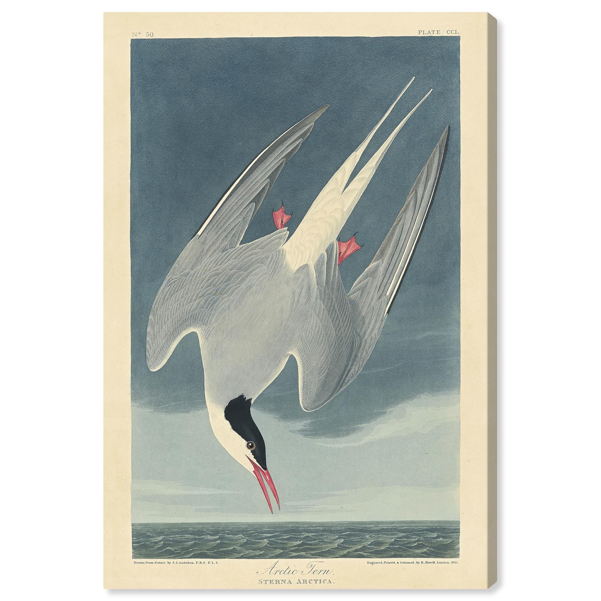 Arctic Tern Retro Japanese Art Canvas Print, 24" x 16"