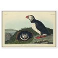 thumbnail image 1 of Robert Havell - Puffin Canvas Countryside Wall Art by Art Remedy, White Frame, 30" x 20", 1 of 7