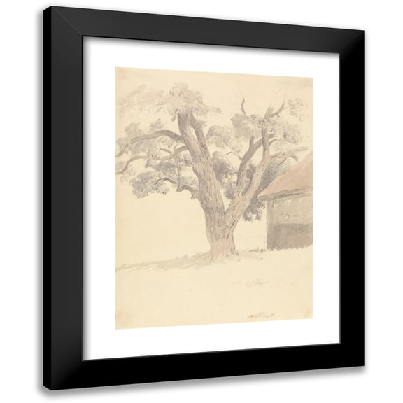 Robert Hills 11x14 Black Modern Framed Museum Art Print Titled - Walnut Tree (ca. 1826)