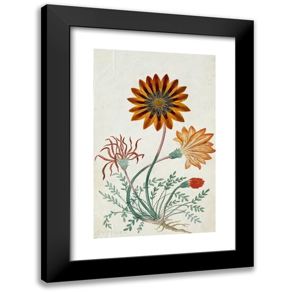 Robert Jacob Gordon 11x14 Black Modern Framed Museum Art Print Titled - Widespread Gorteria (1777 - 1786)