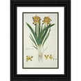 thumbnail image 1 of Robert Jacob Gordon 11x14 Black Ornate Wood Framed Double Matted Museum Art Print Titled: Lachenalia Aloides (L.F.) Engl. Var. Quadricolor (Opal Flower) (1777 - 1786), 1 of 5
