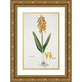 thumbnail image 1 of Robert Jacob Gordon 11x14 Gold Ornate Wood Frame and Double Matted Museum Art Print Titled - Lachenalia Aloides (L.F.) Engl. Var. Aurea (Opal Flower) (1777 - 1786), 1 of 4