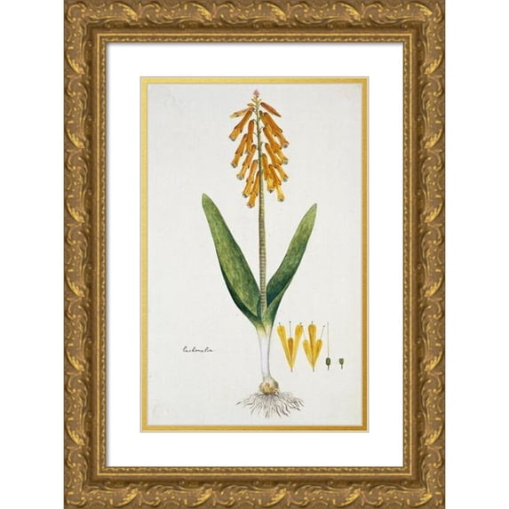 Robert Jacob Gordon 11x14 Gold Ornate Wood Frame and Double Matted Museum Art Print Titled - Lachenalia Aloides (L.F.) Engl. Var. Aurea (Opal Flower) (1777 - 1786)