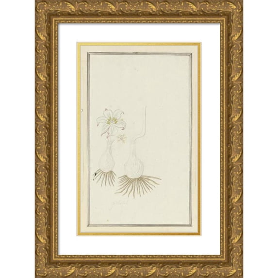 Robert Jacob Gordon 11x14 Gold Ornate Wood Frame and Double Matted Museum Art Print Titled - Gethyllis Sp. (Kukumakranka) (1777 - 1786)