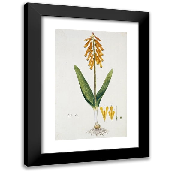 Robert Jacob Gordon 13x18 Black Modern Framed Museum Art Print Titled - Lachenalia Aloides (L.F.) Engl. Var. Aurea (Opal Flower) (1777 - 1786)