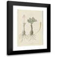 thumbnail image 1 of Robert Jacob Gordon 17x24 Black Modern Framed Museum Art Print Titled - Gethyllis Lanuginose Marloth (Gethyllis Villosa) (Kukumakranka) (1777 - 1786), 1 of 5