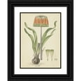 thumbnail image 1 of Robert Jacob Gordon 18x24 Black Ornate Framed Double Matted Museum Art Print Titled: Cyranthus Diagonally (L.F.) Alton (Knysna Lily) (1777 - 1786), 1 of 5