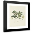 thumbnail image 1 of Robert Jacob Gordon 19x24 Black Modern Framed Museum Art Print Titled - Rothmannia Capensis Thunb, Formerly Gardenia Capensis Druce (Wild Gardenia or Common Rothmannia) (1777 - 1786), 1 of 5