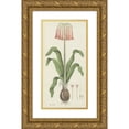 thumbnail image 1 of Robert Jacob Gordon 9x14 Gold Ornate Wood Frame and Double Matted Museum Art Print Titled - Cyrtanthus Carneus Lindl. (Sand-Lily) (1777 - 1786), 1 of 4