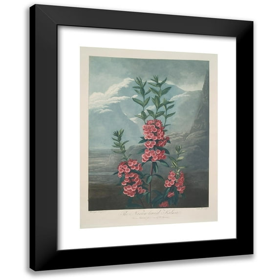Robert John Thornton 11x14 Black Modern Framed Museum Art Print Titled - Narrow-Leaved Kalmia (1799-1807)