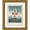 thumbnail image 1 of Robert John Thornton 12x14 Gold Ornate Wood Frame and Double Matted Museum Art Print Titled - The China Limodoron (1799-1807), 1 of 4