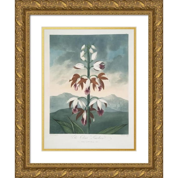 Robert John Thornton 12x14 Gold Ornate Wood Frame and Double Matted Museum Art Print Titled - The China Limodoron (1799-1807)