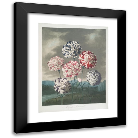 Robert John Thornton 19x24 Black Modern Framed Museum Art Print Titled - A Group of Carnations (1799-1807)