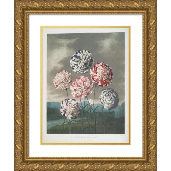 Robert John Thornton 19x24 Gold Ornate Framed and Double Matted Museum Art Print Titled - A Group of Carnations (1799-1807)